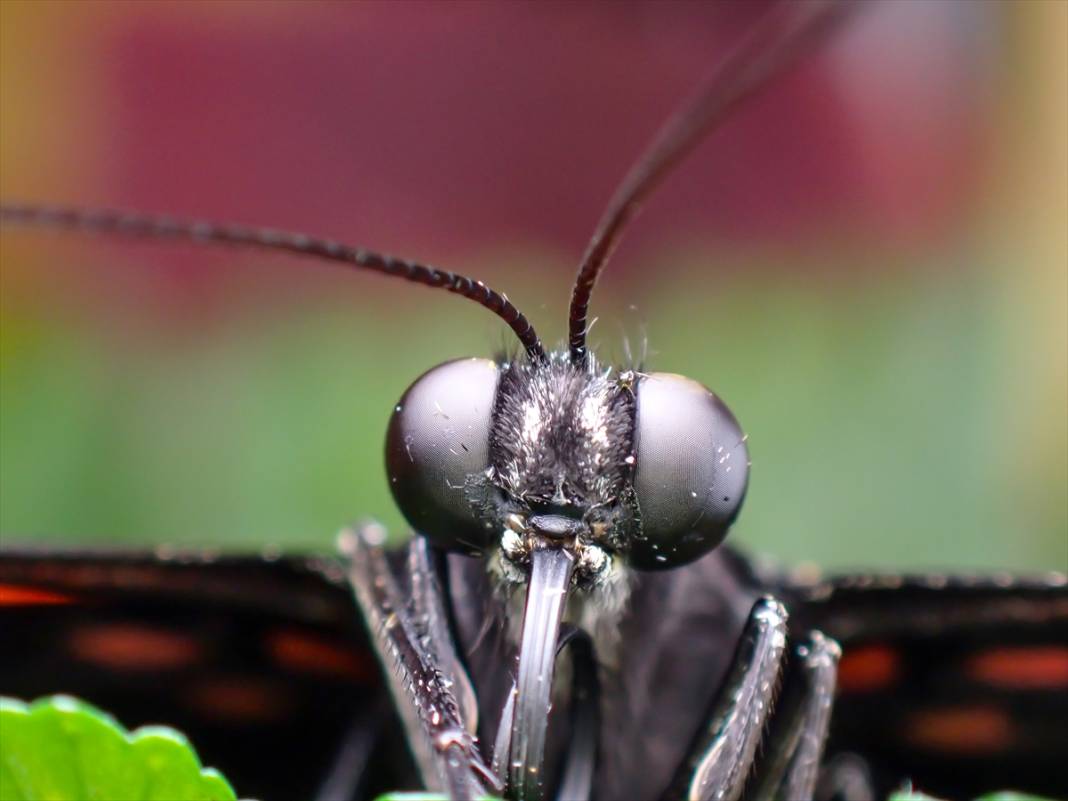 Konya’nın ünlü bahçesindeki detaylar tüyler ürpertti: İyi ki küçükler 6
